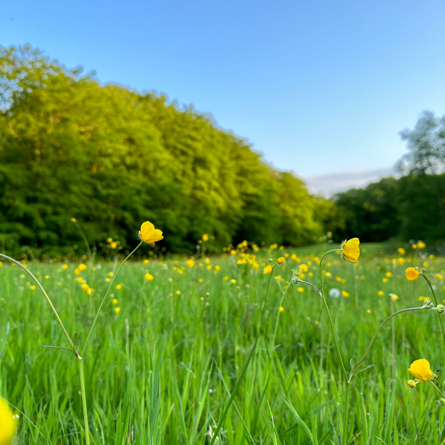 Kreativ Mindfulness - FORMIDDAGSHOLD